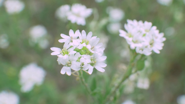 野外的白花野花视频素材