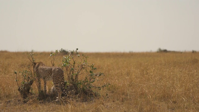 干燥平原上的猎豹和幼崽视频素材