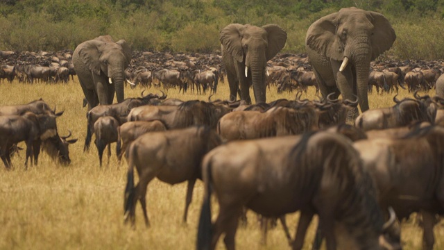草原上的牛羚和大象视频下载