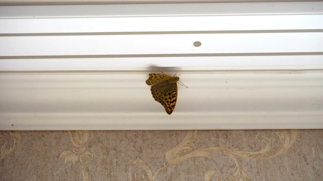 一只蝴蝶坐在白色的天花板上。移动的翅膀。有墙纸的墙体可见部分视频下载