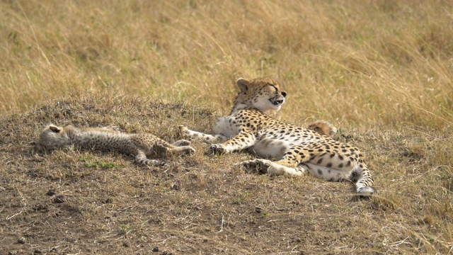 猎豹和她的两个孩子躺在一起视频素材