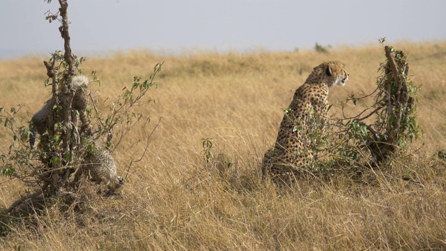 马赛马拉的猎豹和两只幼崽视频素材