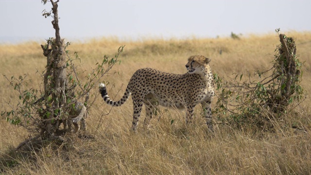 大草原上的猎豹和两只幼崽视频素材
