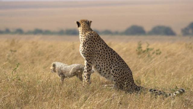 马赛马拉国家保护区的猎豹和幼崽视频素材