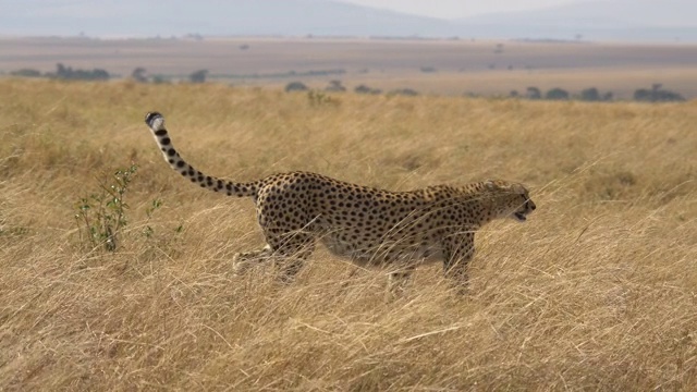 大草原上行走的猎豹视频素材