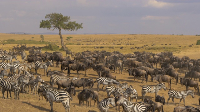 非洲平原上的羚羊和斑马视频下载