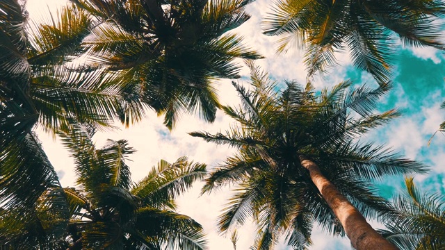低角度查看森林中的棕榈树视频素材