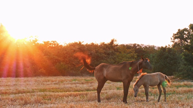 美丽的马在绿色草地上视频素材