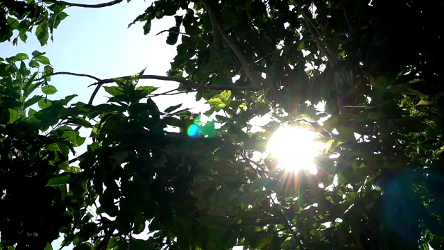 阳光透过树叶照进来。视频素材