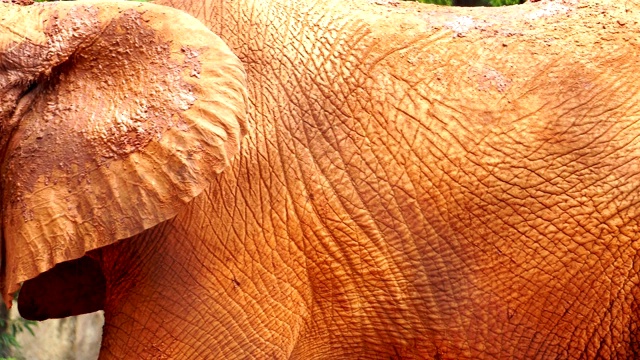 近距离看，亚洲象浑身是泥红色视频下载