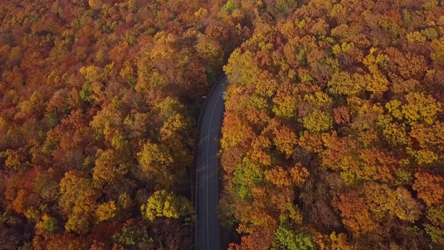 头顶鸟瞰图的乡村道路在阳光充足的秋天森林视频素材