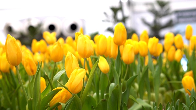 绿色的房子花园里有黄色的郁金香视频素材