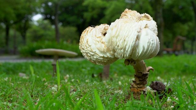 雨中草坪上巨大真菌的特写视频素材