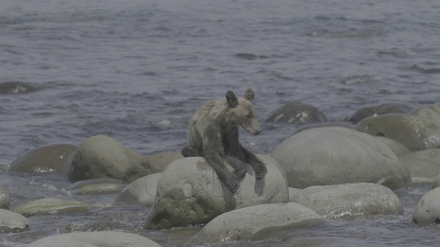 熊躺在日本知床海岸的岩石上视频下载