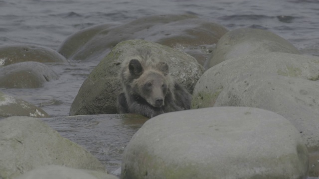 熊靠在海岸的岩石上休息，日本知床视频素材