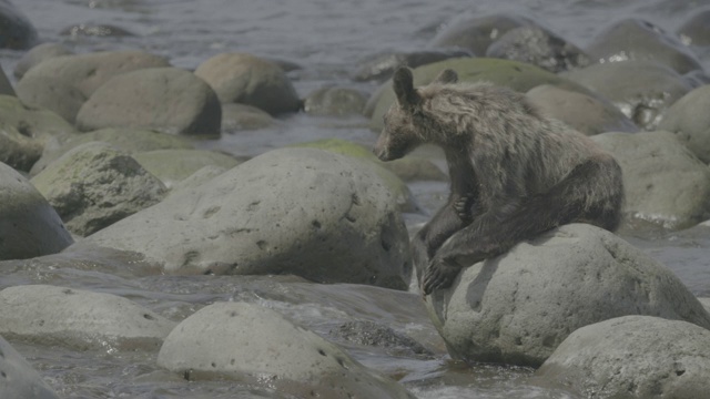 熊躺在日本知床海岸的岩石上视频素材