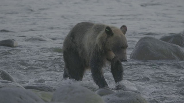日本知床熊跳入水中捕鱼视频素材