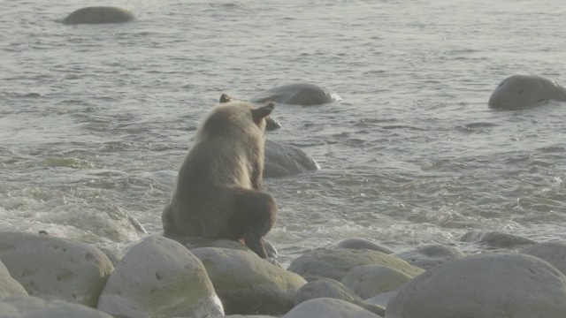 熊坐在海岸岩石上，知床，日本视频素材