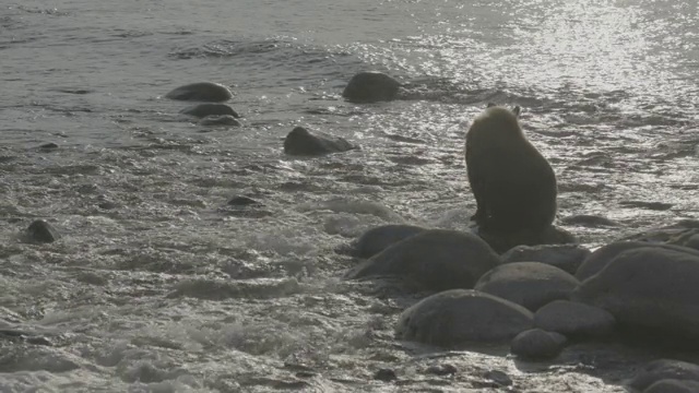 熊坐在海岸岩石上，知床，日本视频素材