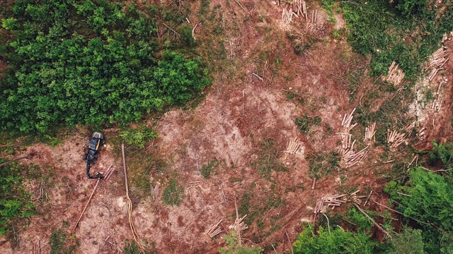 湖边的森林砍伐。鸟瞰图视频下载