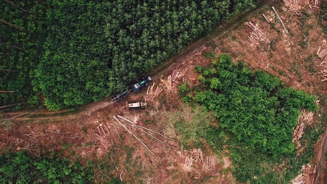 湖边的森林砍伐。鸟瞰图视频素材