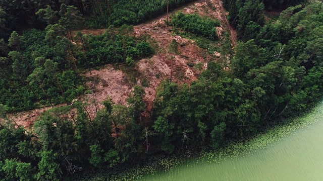 湖边的森林砍伐。鸟瞰图视频素材