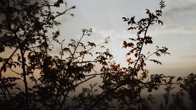 背景草在日落的慢动作。在夕阳下穿过高高的花田视频素材