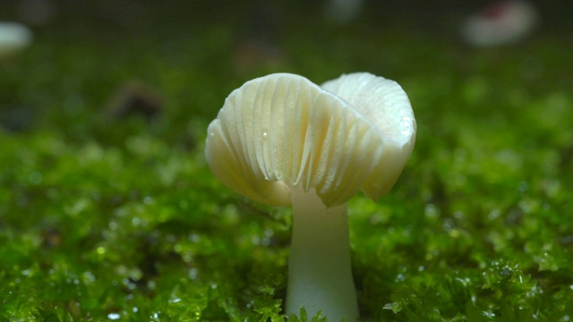 小红菇贝拉在湿苔藓的特写视频素材