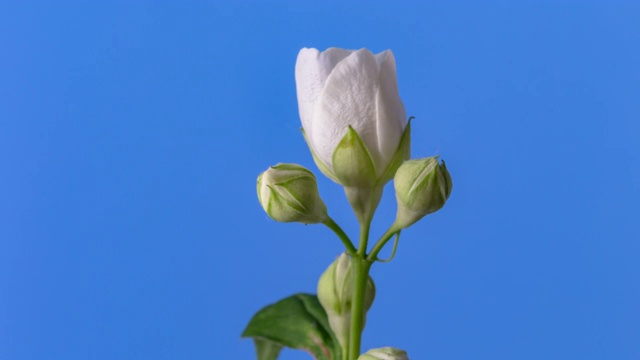 白色的茉莉花盛开在一个4k时间的视频在蓝色的背景。时间流逝的茉莉在运动。-鸣白花。视频下载