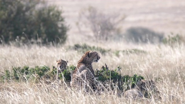 一只在马赛马拉休息的小猎豹看着镜头——4K 60p视频素材