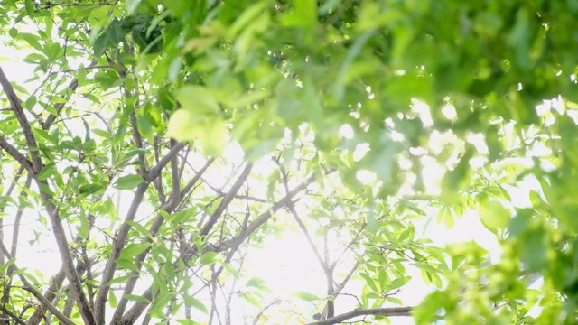 树叶树与阳光光存量视频4k视频素材