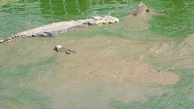 许多鳄鱼在白天漂浮在沼泽中寻找食物视频下载