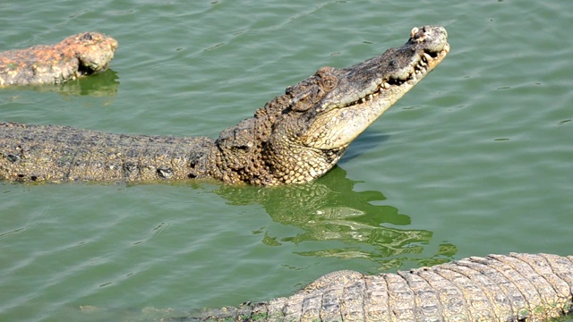 许多鳄鱼在白天漂浮在沼泽中寻找食物视频下载