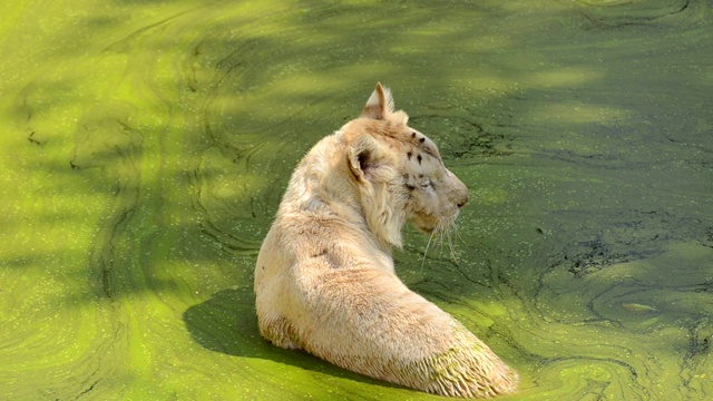由于天气炎热，白虎正在玩水。拍摄视频照片，看看动物的美。视频下载
