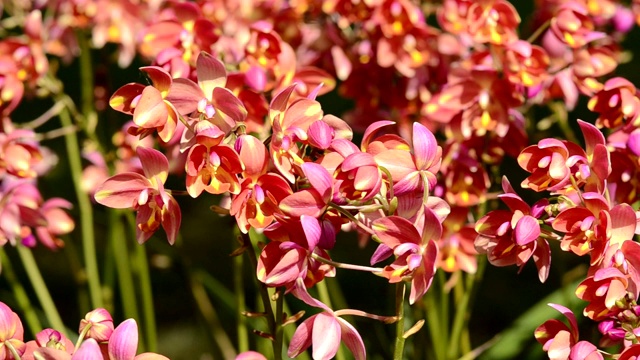 世界各地的人们都喜欢种植美丽、自然芳香的兰花。视频下载