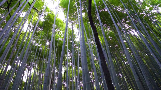 日本京都的岚山竹林。视频素材