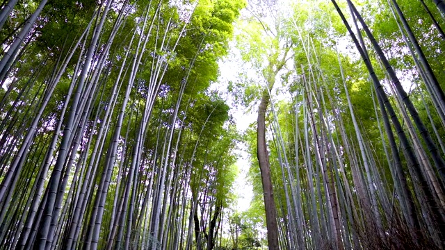 视角:漫步在岚山寺的竹林里。日本京都。视频素材