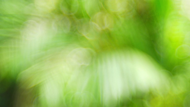 绿色的散景或聚焦的叶子背景。视频素材