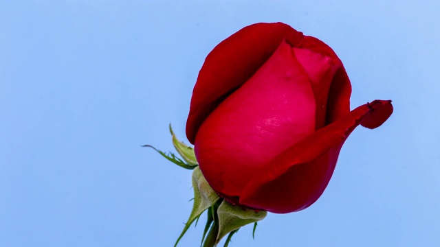 红玫瑰盛开和旋转在蓝色背景的时间流逝4k视频。视频素材