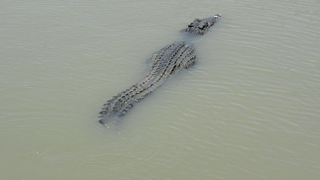 早上的视频照片中，大鳄鱼正在游泳寻找猎物视频下载