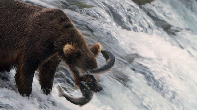 阿拉斯加卡特迈国家公园，布鲁克斯瀑布，棕熊捕捉鲑鱼的慢镜头视频素材