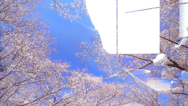 传统茶道“樱花节”视频下载
