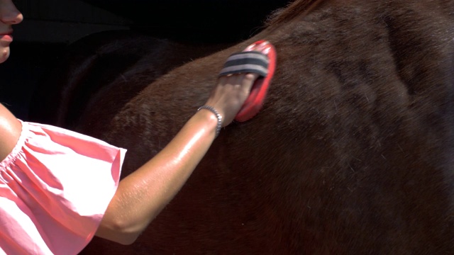 年轻的女孩戴着头盔，用一把特殊的刷子梳理着她那匹棕色的年轻漂亮的马。4 k。4 k的视频视频素材