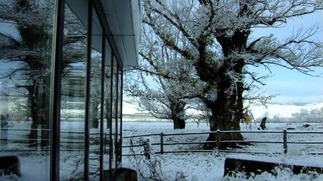 带树的冬季景观视频素材