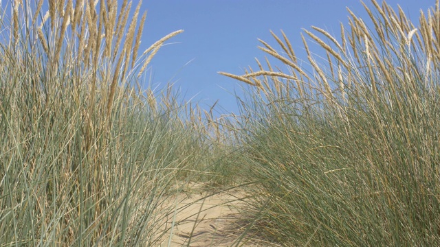 沙丘，蓝天和马兰草。视频素材