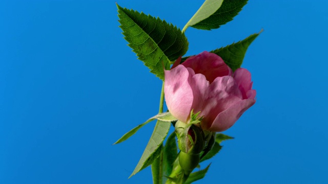 玫瑰花瓣盛开和旋转在蓝色背景的时间流逝4k视频。视频素材