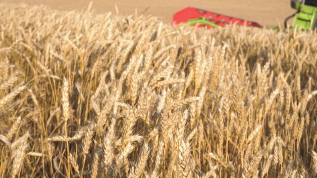 联合收割机在日落时收割小麦。视频下载