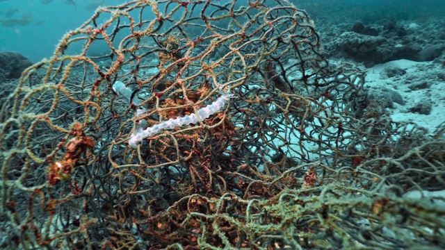 水下海参被困在废弃的鬼网渔具视频下载