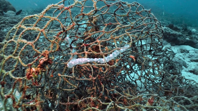 水下海洋生物被困在废弃的鬼网渔网中视频下载