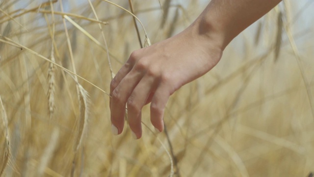 特写镜头，女性用手触摸麦田里的黄色麦穗。视频素材